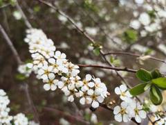 Spiraea prunifolia pseudoprunifolia