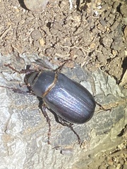 Holotrichia parallela