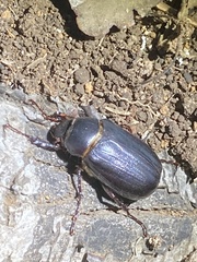 Holotrichia parallela