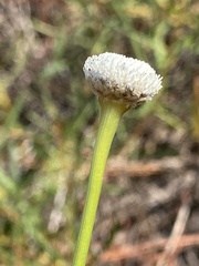 Eriocaulon decangulare image