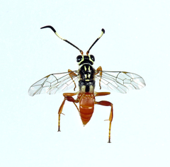 Dilopharius