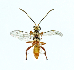 Dilopharius