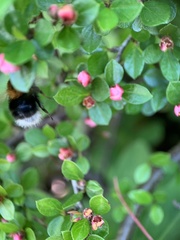 Bombus hypnorum