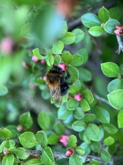 Bombus hypnorum