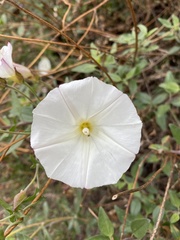 Calystegia macrostegia arida