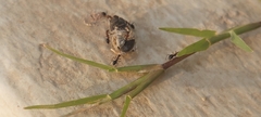Cataglyphis