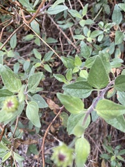 Calystegia macrostegia arida