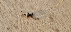 Cataglyphis