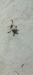 Cataglyphis