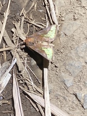 Thysanoplusia intermixta