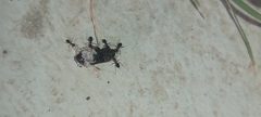 Cataglyphis