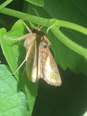 Thysanoplusia intermixta