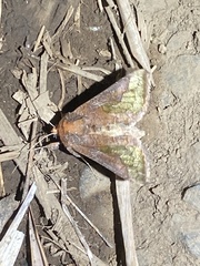 Thysanoplusia intermixta