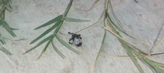 Cataglyphis