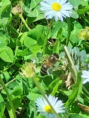 Apis mellifera
