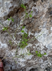 Phyllanthus graveolens