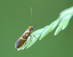 Micropterix aruncella