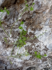 Phyllanthus graveolens