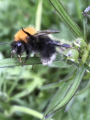 Bombus hypnorum
