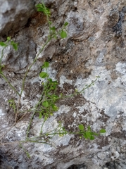 Phyllanthus graveolens