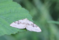 Xanthorhoe montanata