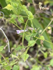 Lobelia pteropoda