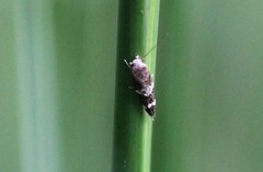 Mompha subbistrigella