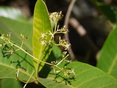 Anodendron parviflorum