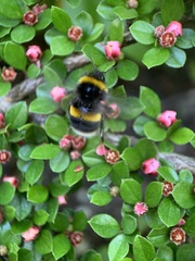 Bombus terrestris