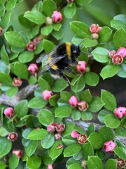 Bombus terrestris