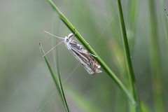 Crambus lathoniellus