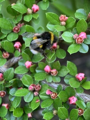Bombus terrestris