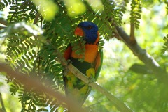 Trichoglossus rubritorquis