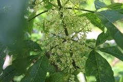 Melicope pteleifolia