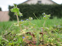 Veronica triphyllos
