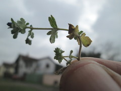Veronica triphyllos