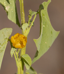 Abutilon angulatum
