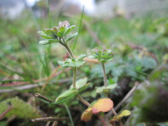 Veronica triphyllos