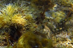 Lepidoblennius marmoratus