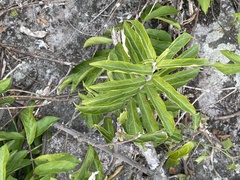 Oncinotis tenuiloba