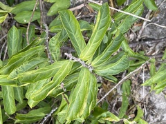 Oncinotis tenuiloba