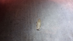 Tyspanodes linealis