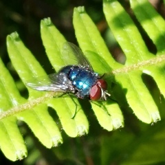 Luciliinae