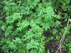 Cardamine leucantha