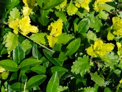 Chrysosplenium alternifolium