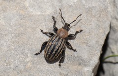 Otiorhynchus bicostatus