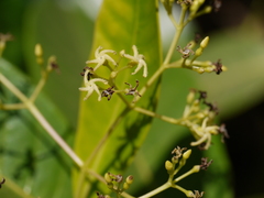 Anodendron parviflorum