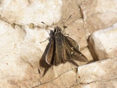 Lerodea eufala eufala