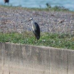 Egretta picata