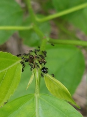Tragopini
